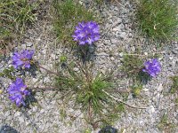 Edraianthus tenuifolius 8, Saxifraga-Jasenka Topic
